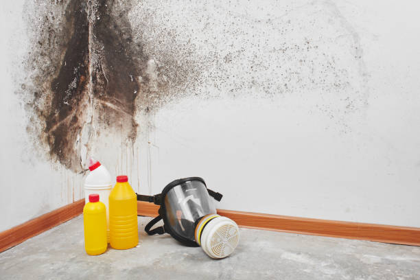 Best Certified Mold Removal  in Walnut Park, CA
