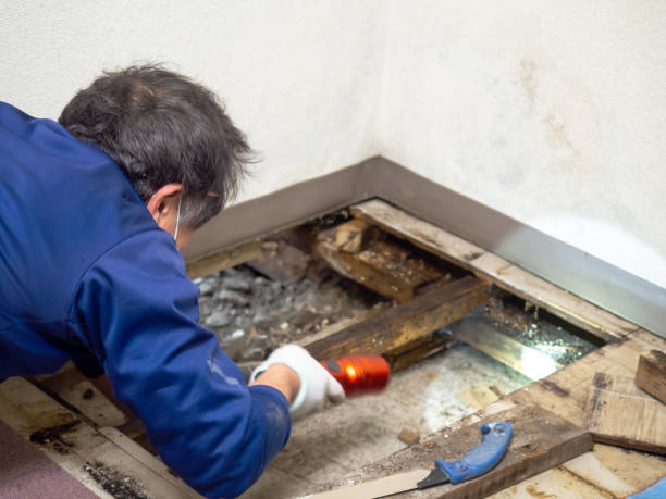 Best Mold Testing  in Walnut Park, CA