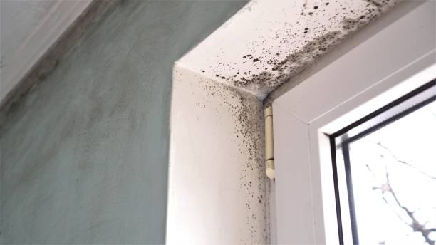 Mold Testing and Removal in Walnut Park, CA