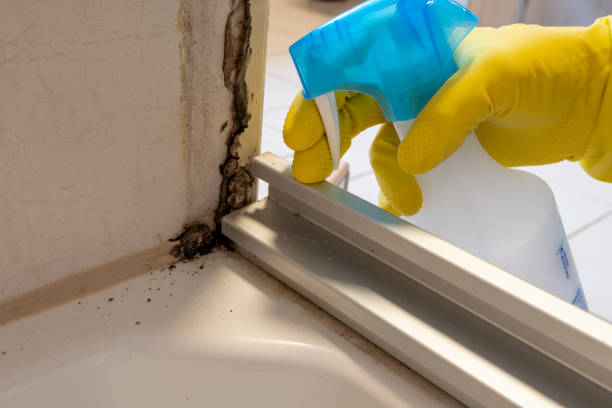 Best Commercial Mold Removal  in Walnut Park, CA