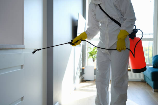 Best Attic Mold Removal  in Walnut Park, CA