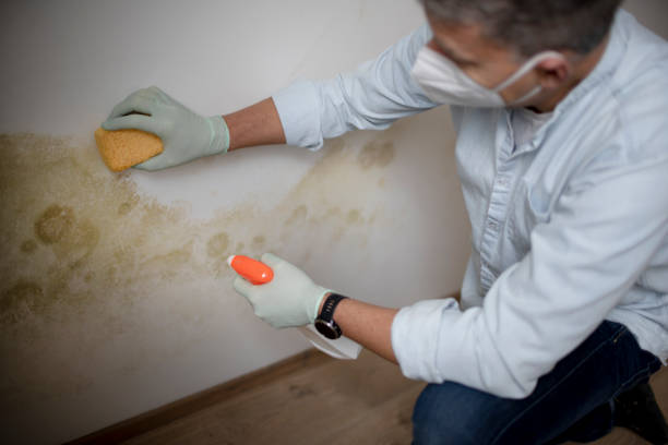 Best Black Mold Removal  in Walnut Park, CA