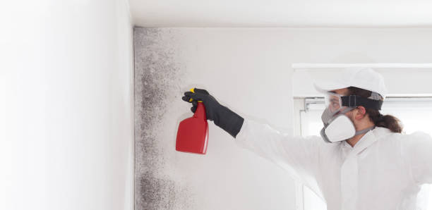 Best Fast Mold Removal  in Walnut Park, CA