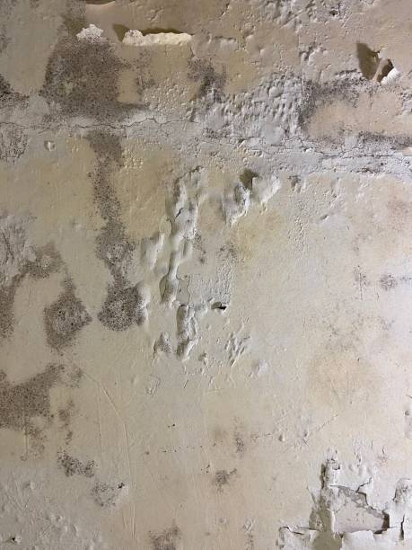 Best Office Mold Removal Services  in Walnut Park, CA
