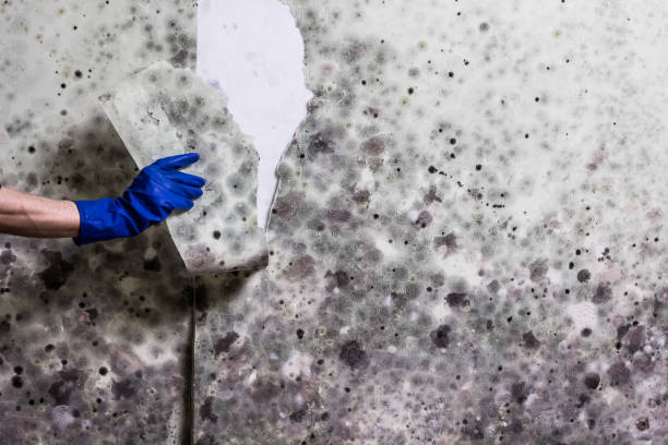 Best Local Mold Removal Service  in Walnut Park, CA